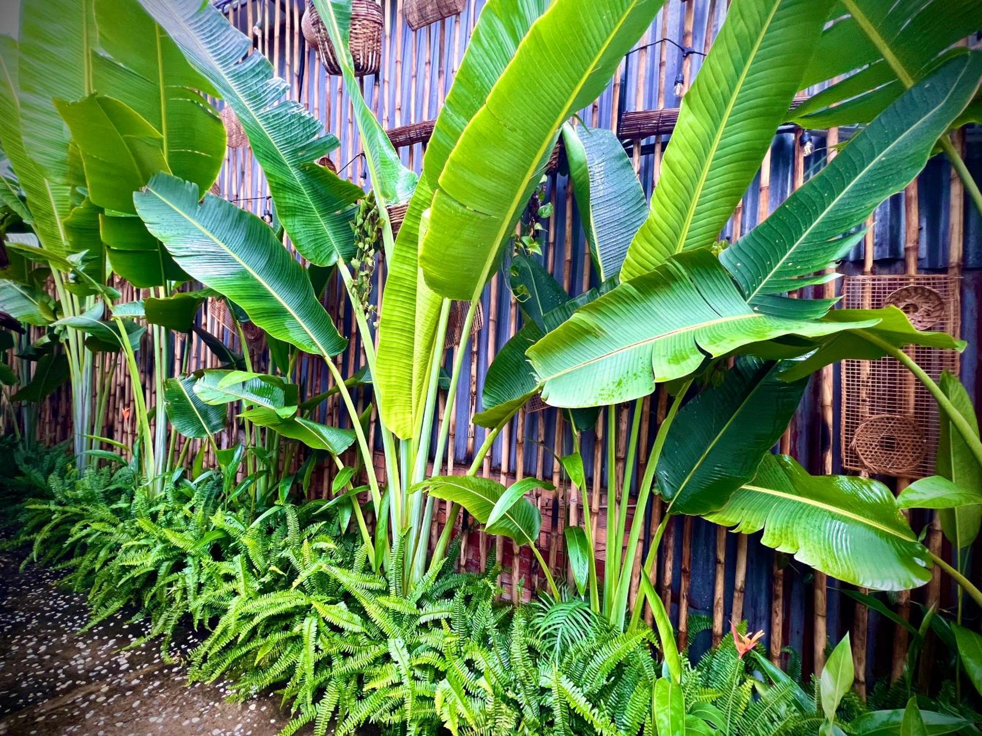 Ben Do Xua Homestay & Coffee Cai Rang Buitenkant foto